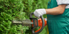 Strauchschnitt der Belihaga e.U.